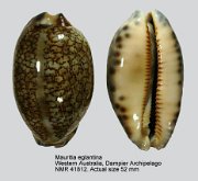 Mauritia eglantina (18)